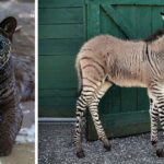 Hybrid Animals